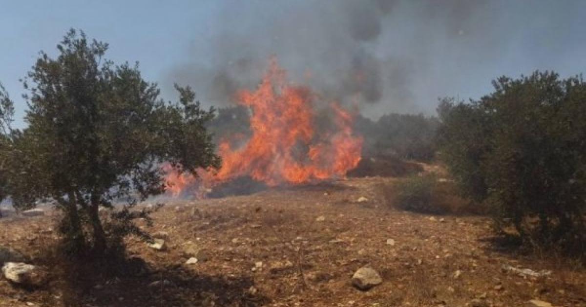 مستوطنون إسرائيليون يحرقون أراضي زراعية في رام الله ويعتدون على مالكيها بحماية الاحتلال 1 17d47e2c9c726b874d3949676fba5f951685387223