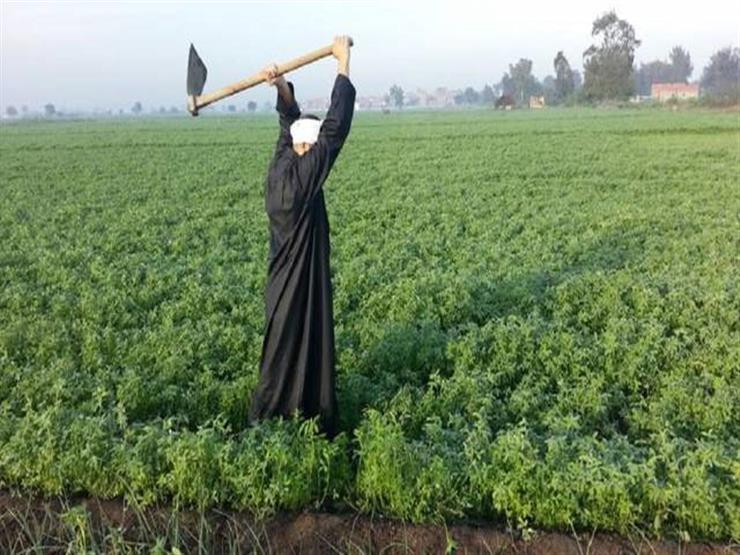 مشروع "الغذاء للمستقبل" يحتفل بيوم حصاد القمح في البحيرة ودعم 50 الف مزارع في 10 محافظات 1 2020 12 24 12 16 46 4941684742223