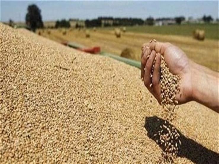 تموين الدقهلية: توريد 210 آلاف طن قمح حتى الآن 1 2021 4 22 2 33 30 4161683962343
