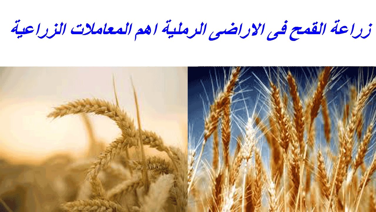 طفرة هائلة في زراعة واستصلاح الأراضي بتوشكى وشرق العوينات وإنتاجية محصول القمح تتجاوز الـ700 ألف طن 1