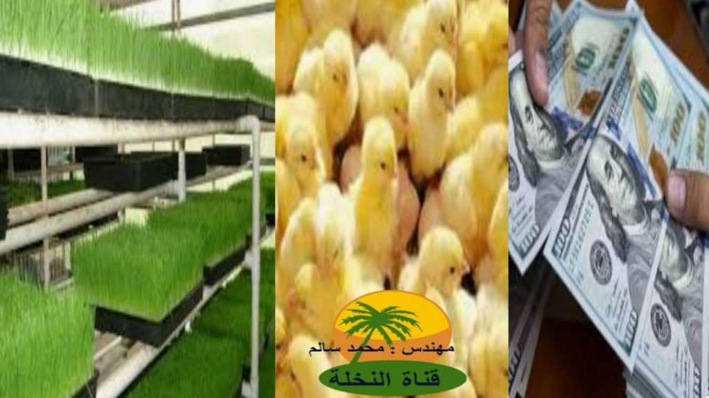 "الزراعة": انخفاض أسعار الأعلاف نتيجة عمليات الإفراج التي تمت مؤخرًا 1 maxresdefault1685437204