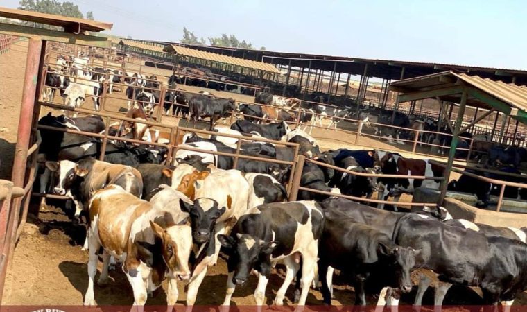 الزراعة: استيراد 170 ألف رأس ماشية لطرحها بالأسواق بجانب الإنتاج المحلي استعدادا لعيد الأضحى 1 العجول عجول مزارع ماشية 7