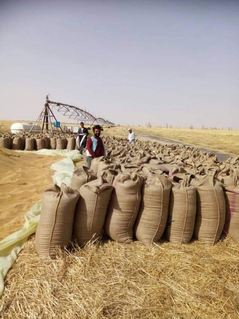 أسيوط تنهي موسم حصاد القمح بتوريد أكثر من 96 ألف طن للشون والصوامع 1 قمح توريد القمح1685729042