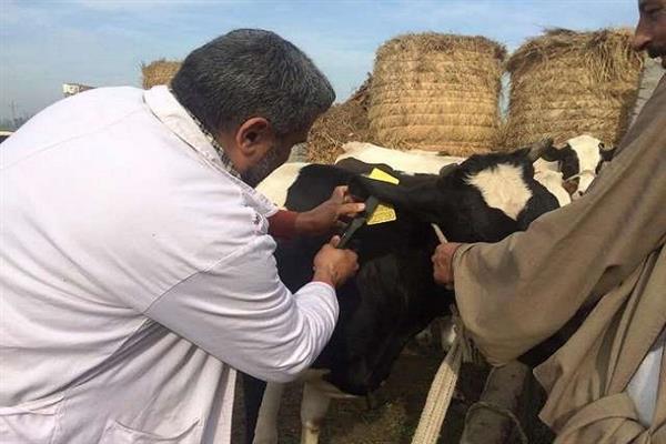 تضامن الشرقية: توزيع 30 رأس ماشية و15 ألف كيلو لحوم على الأسر الأولى بالرعاية خلال العيد 1 2021 637750823113737988 3731687459924