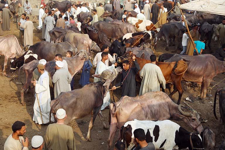 مليون جنيه غرامات فورية لإقامة شوادر لبيع الماشية والذبح بالطريق العام في الإسكندرية 1 2022 7 3 20 27 22 1781688138043