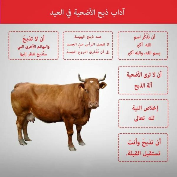 "بيطري الوادي الجديد": ذبح 116 أضحية في 11 مجزرا ونقطة ذبيح حتى الآن 1 WipeOut٤٣ ١٠ ٢٠٢١ ٠٢٤٣٢٨1688140443