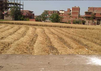 محافظ الغربية: صوامع وشون المحافظة تستقبل 167 ألف طن من محصول القمح وتحقق 96% من المستهدف 1 rhrhrhrhre1686842585