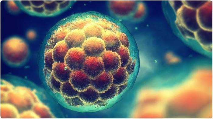 علماء أمريكيون يخترقون الخلايا البشرية لصنع الأنسولين 1 stem cells1685860862
