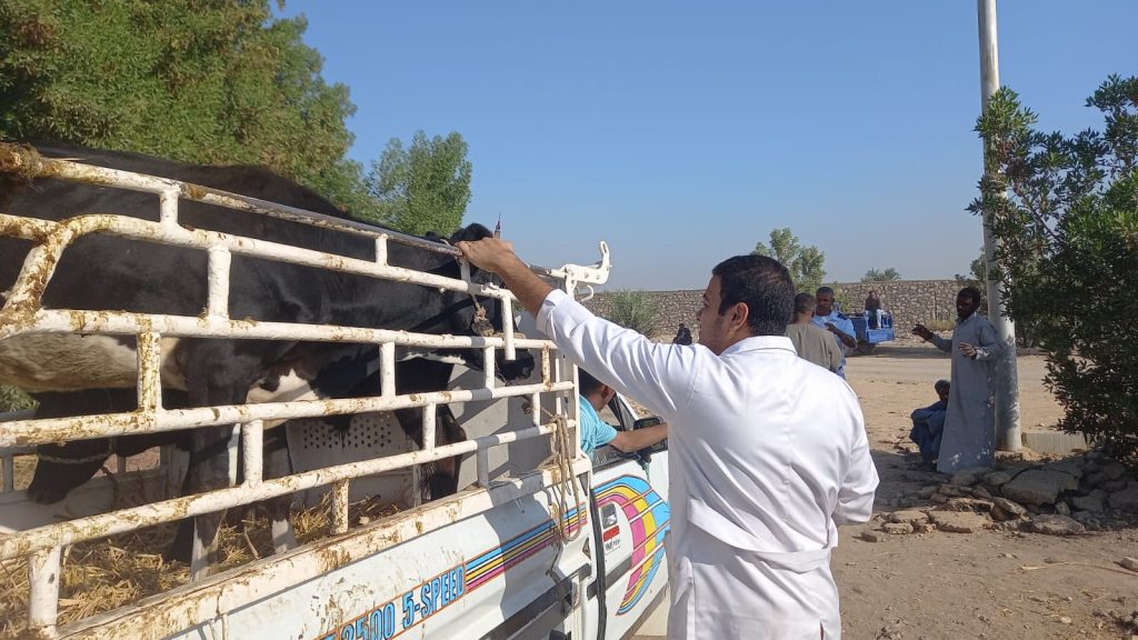 "بيطري الأقصر": الانتهاء من تحصين 78 ألفا و 775 رأس ماشية ضد الأمراض الوبائية 1 238412 بيطرى الأقصر تستكمل حملات فحص المواشي1689001085