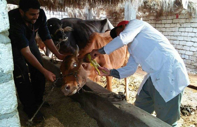 الطب البيطري بالشرقية: تحصين 248 ألفا و139 رأس ماشية ضد الحمى القلاعية والوادي المتصدع 1 الطب البيطري بالشرقية تحصين 26 ألف رأس ماشية ضد الحمى القلاعية1690980243