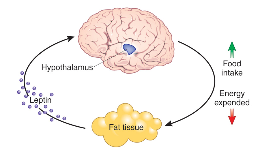 Leptin1691322423
