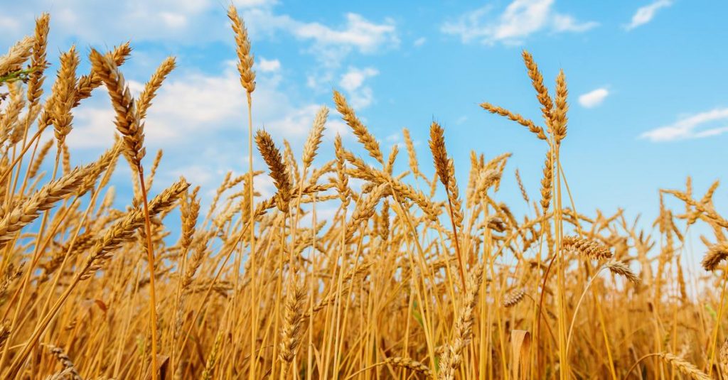 أوكرانيا: تقليص الصادرات الزراعية بنسبة 29% في يوليو الماضي 1 agricultural export from ukraine in the light of war1691058723