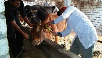 الطب البيطري بالشرقية تحصين 26 ألف رأس ماشية ضد الحمى القلاعية1690980243