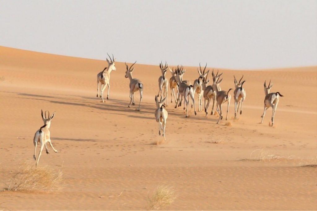 السعودية: إدراج محمية "عروق بني معارض" على قائمة التراث العالمي 1 محمية عروق بني معارض1695206945