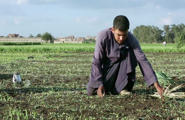 مجلس الوزراء: استراتيجيات ومبادرات الدولة لدعم الفلاح المصري تؤتي ثمارها 1 1537864150 834 64269 19 20176363504557245783654571694259365