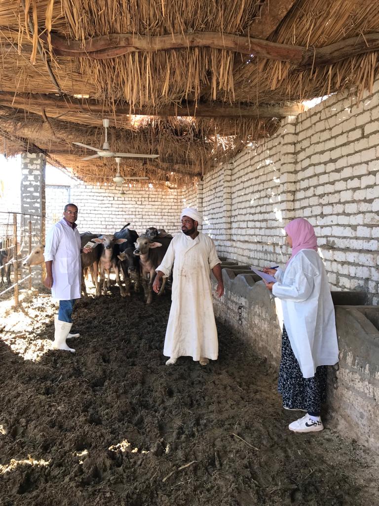 فحص وتحصين 350 رأسا من الماشية ضد الأمراض الوبائية بالأقصر 1 184704 زيارات حظائر الماشية لتحصينها ضد الأمراض والأوبئة1695115803