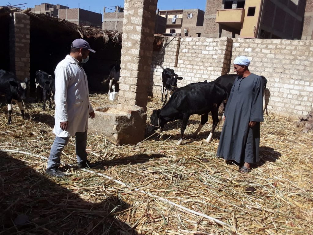 "بيطري الأقصر": تحصين أكثر من 50 ألف رأس من الماشية ضد الأمراض الوبائية 1 254706 حملات تحصين المواشي فى مختلف أرجاء الأقصر1695979383