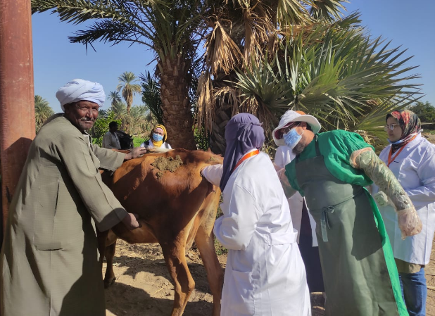 "الزراعة": تجريع 1341 رأس ماشية ضمن قافلة بيطرية بجنوب سيناء 1 29 12 2020 17 18 03 GomhuriaOnline 16092550831695029763