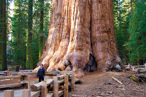 اتحاد المهرجانات العربية الدولية برئاسة سامح مهران يعلن البيان التأسيسي 1 general sherman tree 1 f1694178543