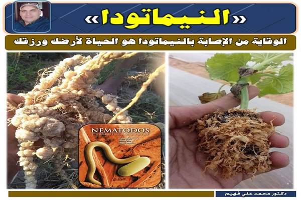 نيماتودا1695658623