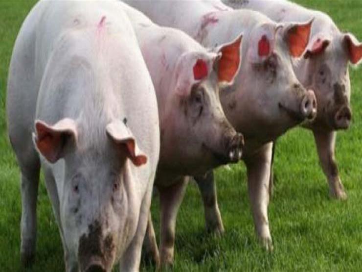 مقاطعة "أورينتال ميندورو" الفلبينية تسجل حالات إصابة بحمى الخنازير الإفريقية لأول مرة 1 2020 4 15 20 58 11 701696846983