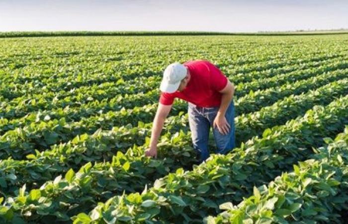 الإحصاء: 22.4 مليار جنيه إجمالي القروض الاستثمارية الممنوحة للمزارعين خلال (2021 - 2022) 1 2020 9 29 10 23 40 9501697714283