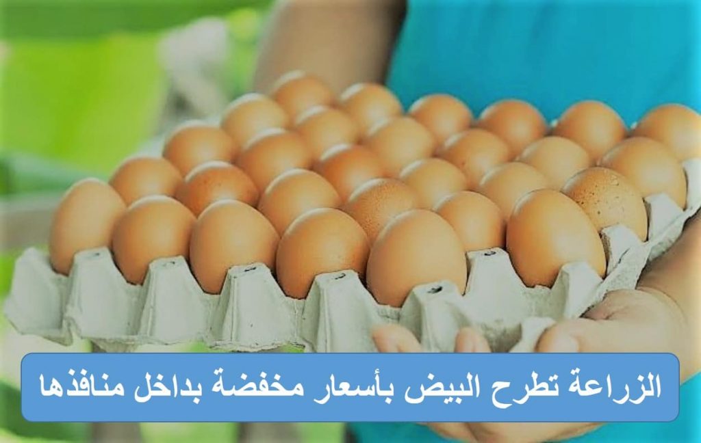 "الزراعة": إطلاق ١٠ منافذ متحركة في ٨ محافظات لبيع بيض المائدة بأسعار مخفضة 1 3 1981698574263