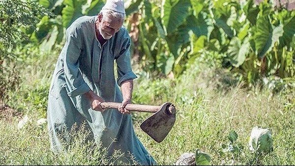 "الزراعة": بدء تطبيق مبادرة الرئيس بإعفاء المتعثرين من فوائد وغرامات التأخير لـ"التعمير والتنمية الزراعية" 1 5761698750063