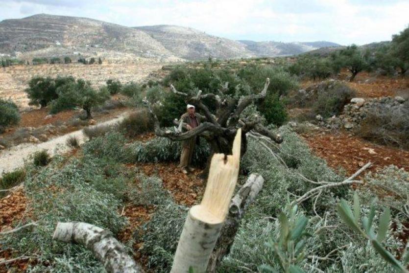 وزير الزراعة اللبناني: قذائف فسفورية اسرائيلية تسببت أضرت 40 ألف شجرة زيتون معمرة 1 1 15879929581698866162