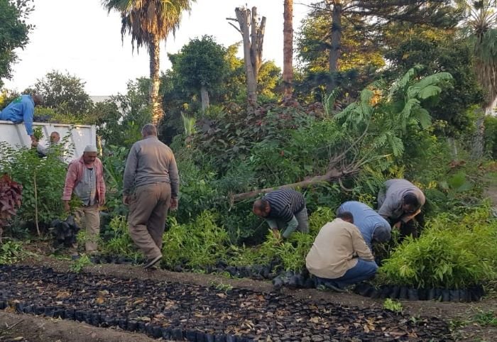 محافظ الإسكندرية: زراعة 260 ألف شجرة بأحياء المدينة ضمن مبادرة "زراعة 100 مليون شجرة" 1 elaosboa940211698930303