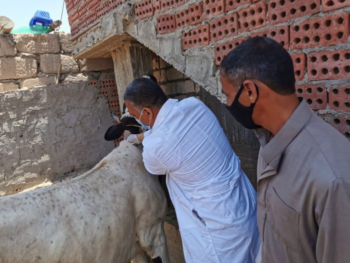 محافظ الجيزة: تحصين ربع مليون رأس ماشية وطائر في قرى العياط وأطفيح وأبوالنمرس 1 ماشية 1 e15958553911991706713443