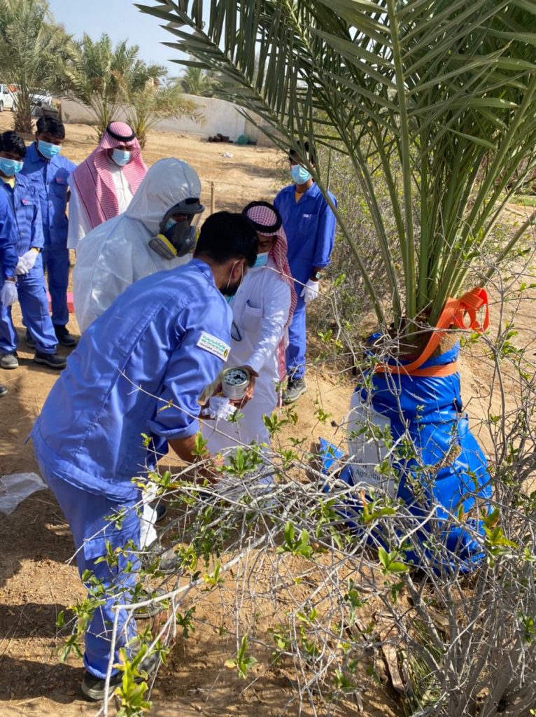 "الوادي الجديد" تستعين بابتكار "بحوث الإلكترونيات" لعلاج آفة سوسة النخيل الحمراء 1 1 501706276343