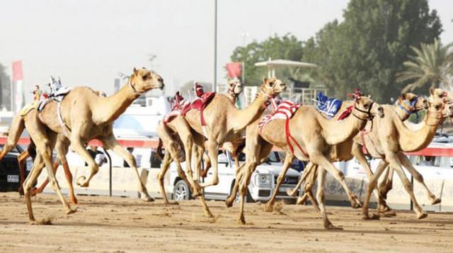 محافظ جنوب سيناء: سباقات الهجن التي تجري على أرض مضمار شرم الشيخ باتت ذات صدى دولي 1 158014758490830501705689303