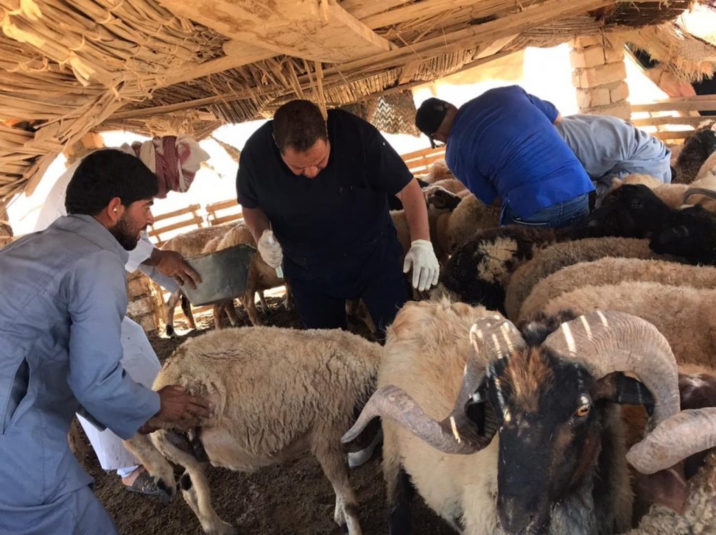"الزراعة": "التناسليات الحيوانية" ينظم قافلة بيطرية مجانية في محافظة أسيوط 1 207959341 490413198719091 3507410559868746783 n1705743483