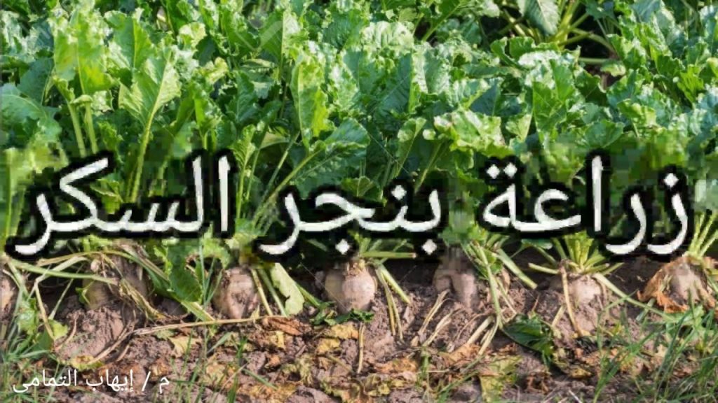 نقيب الزراعيين بدمياط: زراعة 3600 فدان من محصول البنجر لتوفير السكر 1 maxresdefault1704967263