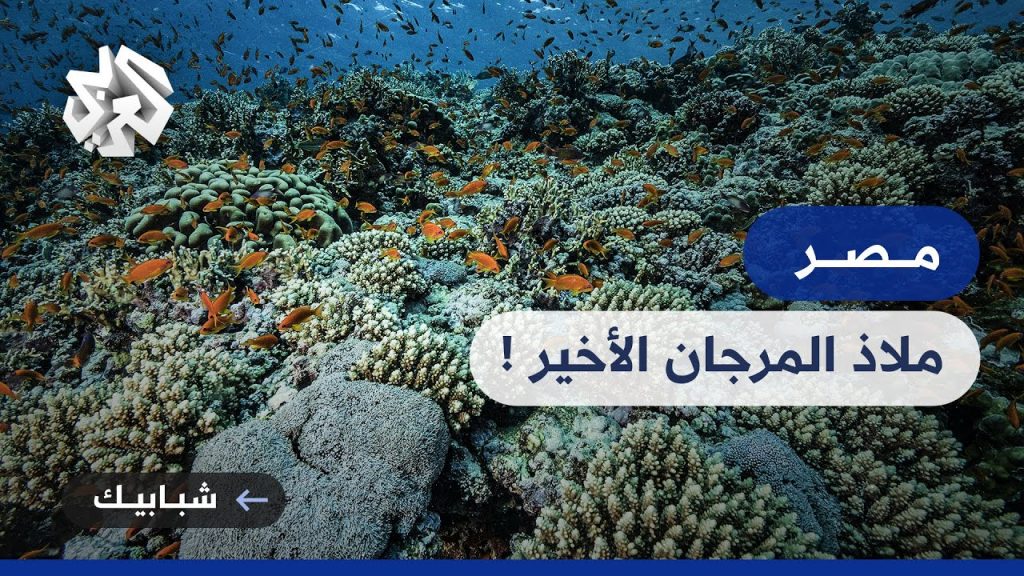 رئيس جهاز البيئة: الساحل المصري يعد الملاذ الأخير للشعاب المرجانية بالعالم 1 maxresdefault1705587484
