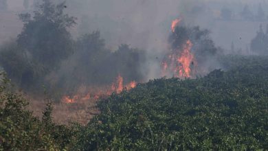 1316191 الحرائق تلتهم أشجار الغابات فى تشيلى1707211203