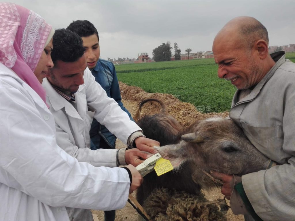 "الخدمات البيطرية": تحصين أكثر من 1.3 مليون رأس ماشية ضد الجلد العقدي وجدري الأغنام 1 134409 456777888881707401224