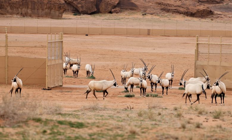 Arabian Oryxes released into Sharaan Nature Reserve in AlUla County Saudi Arabia on January 10 2023 Photo credit Iain Stewart min scaled 11707543423