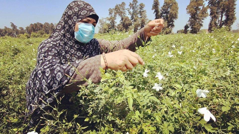 زراعة الغربية: الدولة مهتمة بزراعة الياسمين والمحافظة تستحوذ على أكثر من نصف إنتاج العالم 1 Egp5dzhVkAAesPg1708537146