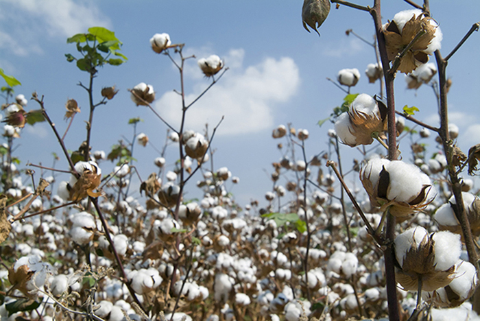 cotton source jf 21709204163