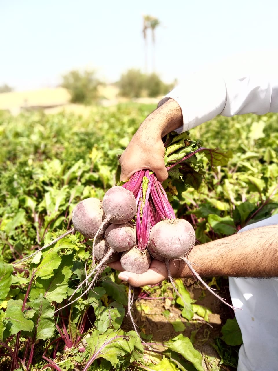 "الزراعة بالغربية":مديرية الزراعة استعدت لاستقبال موسم زراعة البنجر بتوفير كافة المستلزمات 1 3C91F559 9C01 45FE 8E75 281EFB084BA81710599523