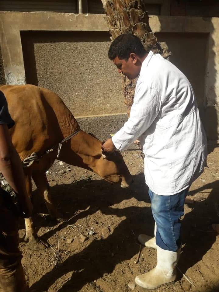 82620 تحصين أكثر من مليون رأس ماشية ضد مرض الحمى القلاعية (5)1711354569