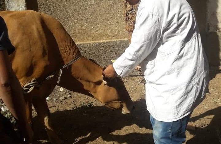 82620 تحصين أكثر من مليون رأس ماشية ضد مرض الحمى القلاعية (5)1711354569