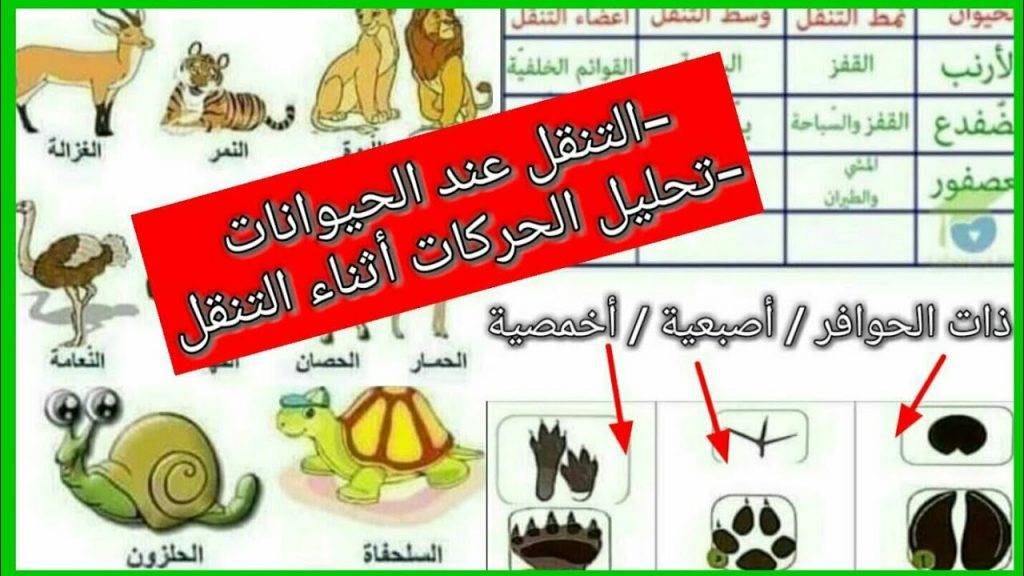جلوبال (5): الكشف عن توقعات Vantage Markets الأحدث حول التنقل المستدام في الحلقة الثالثة من The Vantage View 1 maxresdefault1711098665
