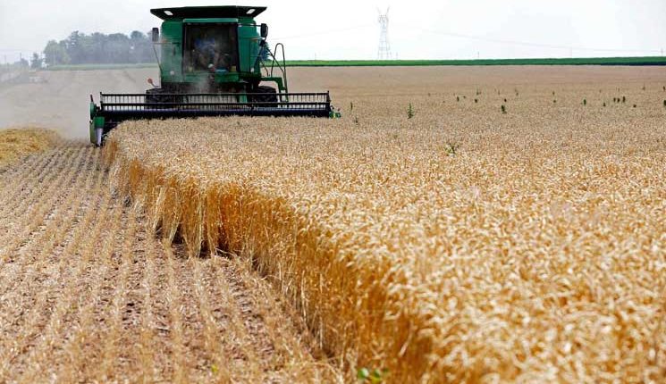 التموين: اليوم بدء استقبال القمح المحلي من المزراعين والمورين لموسم 2024 1 حصاد القمح