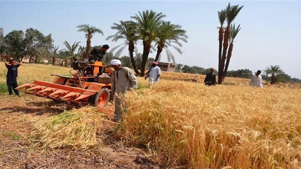 محافظ القاهرة: رفع درجة الاستعداد لاستقبال القمح بالصوامع وإزالة العقبات أمام الموردين 1 6071713266945