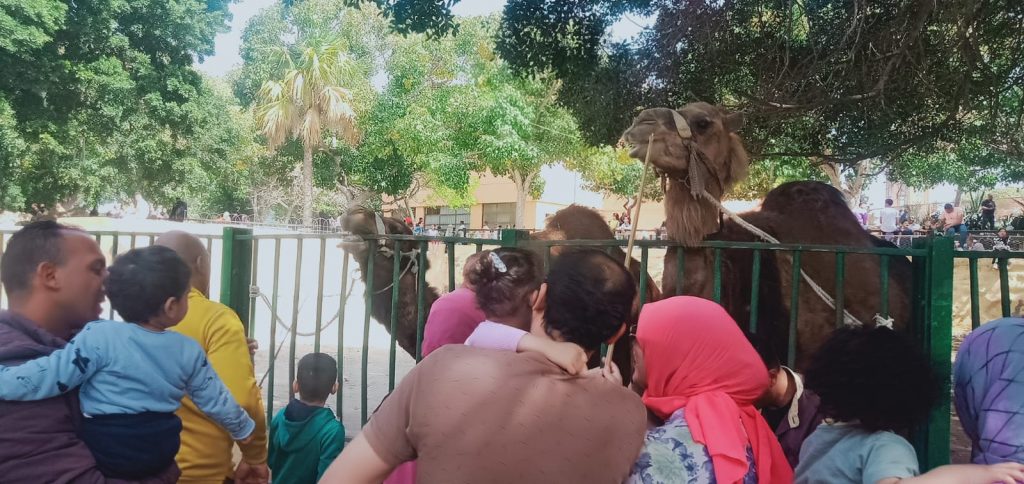 مدير حديقة الحيوان بالإسكندرية: استقبال نحو 11 ألف زائر في أول أيام عيد الفطر 1 6281712786525