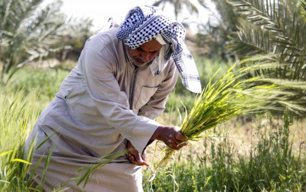 وزير الزراعة العراقي: نعمل على توطين صناعات تطوير الواقع الزراعي 1 98tyfkk11714216564