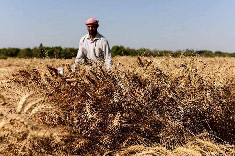 "تموين الإسكندرية": اتخاذ الإجراءات اللازمة لانطلاق موسم توريد القمح المحلي لعام 2024 1 ble1713195010